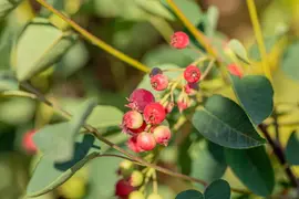 Amelanchier lamarckii (Amerikaans krentenboompje) - afbeelding 47
