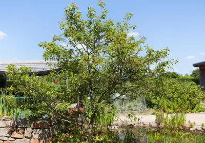 Amelanchier lamarckii (Amerikaans krentenboompje) - afbeelding 2