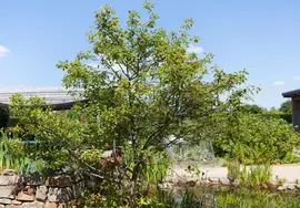 Amelanchier lamarckii (Amerikaans krentenboompje) - afbeelding 2