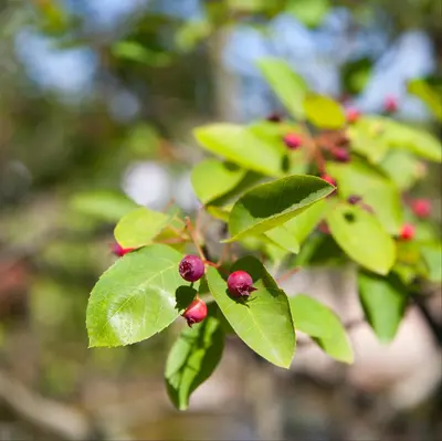 Amelanchier lamarckii (Amerikaans krentenboompje) - afbeelding 3