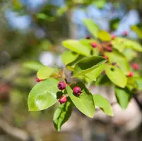 Amelanchier lamarckii (Amerikaans krentenboompje) - afbeelding 3