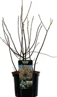 Amelanchier lamarkii (Krentenboom) 60cm - afbeelding 2