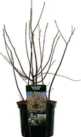 Amelanchier lamarkii (Krentenboom) 60cm - afbeelding 2