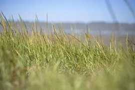 Ammophila arenaria (Helmgras) - afbeelding 4