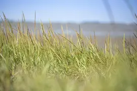Ammophila arenaria (Helmgras) - afbeelding 5
