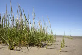 Ammophila arenaria (Helmgras) - afbeelding 7