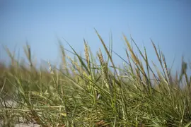 Ammophila arenaria (Helmgras) - afbeelding 9