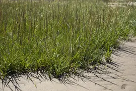 Ammophila arenaria (Helmgras) - afbeelding 11