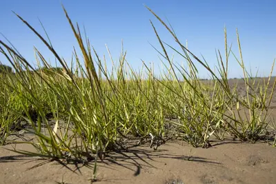 Ammophila arenaria (Helmgras) - afbeelding 16