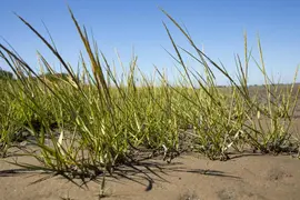 Ammophila arenaria (Helmgras) - afbeelding 16