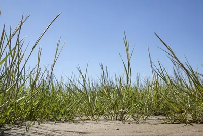 Ammophila arenaria (Helmgras) - afbeelding 17