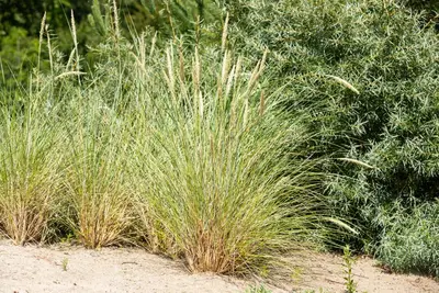 Ammophila arenaria (Helmgras) - afbeelding 20