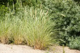Ammophila arenaria (Helmgras) - afbeelding 20