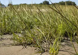 Ammophila arenaria (Helmgras) - afbeelding 15
