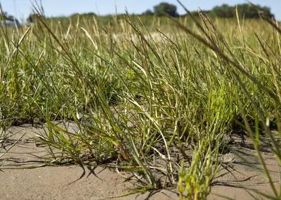 Ammophila arenaria (Helmgras) - afbeelding 15