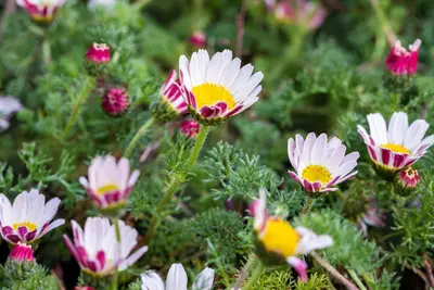 Anacyclus Depressus (Marokkaanse Kamille) - afbeelding 3