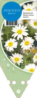 Anacyclus Depressus (Marokkaanse Kamille) - afbeelding 1
