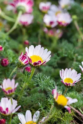 Anacyclus Depressus (Marokkaanse Kamille) - afbeelding 4