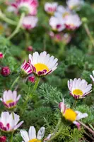 Anacyclus Depressus (Marokkaanse Kamille) - afbeelding 4