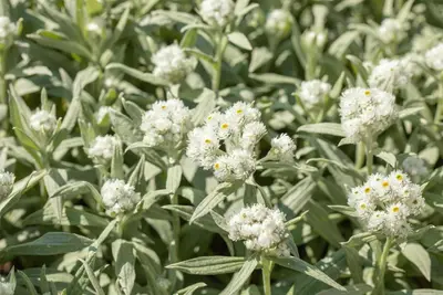 Anaphalis Margaritacea (Siberische edelweiss) - afbeelding 3