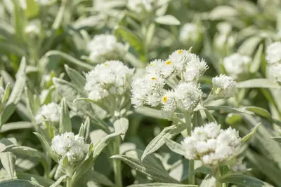 Anaphalis Margaritacea (Siberische edelweiss) - afbeelding 4