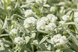 Anaphalis Margaritacea (Siberische edelweiss) - afbeelding 4