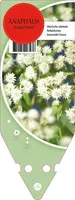 Anaphalis Margaritacea (Siberische edelweiss) - afbeelding 1