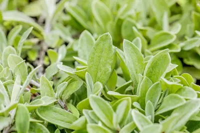 Anaphalis Triplinervis (Siberische edelweiss) - afbeelding 5