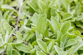 Anaphalis Triplinervis (Siberische edelweiss) - afbeelding 5
