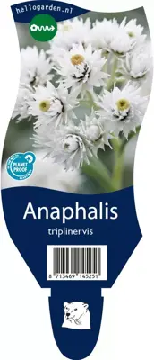 Anaphalis triplinervis (Siberische edelweiss) - afbeelding 1