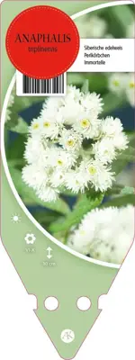 Anaphalis Triplinervis (Siberische edelweiss) - afbeelding 1