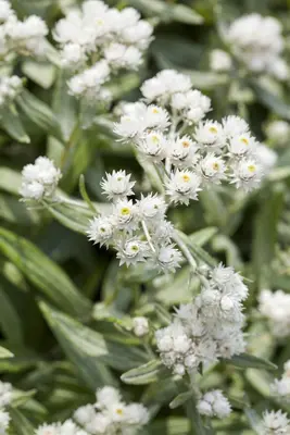 Anaphalis Triplinervis (Siberische edelweiss) - afbeelding 3