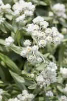 Anaphalis Triplinervis (Siberische edelweiss) - afbeelding 3