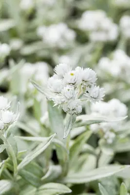 Anaphalis Triplinervis (Siberische edelweiss) - afbeelding 4