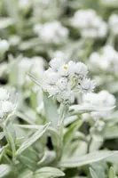 Anaphalis Triplinervis (Siberische edelweiss) - afbeelding 4