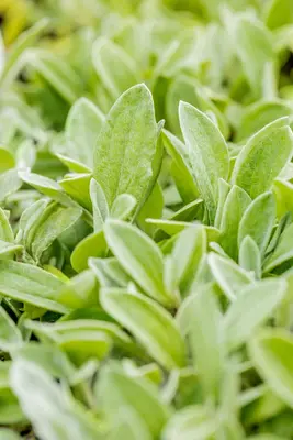 Anaphalis Triplinervis (Siberische edelweiss) - afbeelding 6