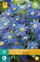 Anemone bl. Blue Shades 15 bloembollen - afbeelding 1