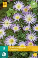Anemone blanda Charmer 15 stuks kopen?