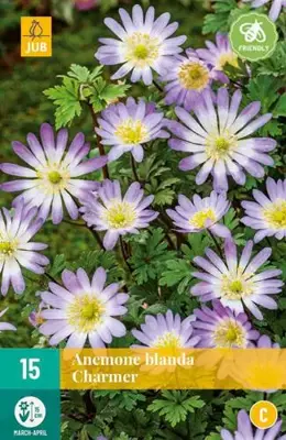 Anemone blanda Charmer 15 stuks - afbeelding 2