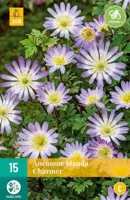 Anemone blanda Charmer 15 stuks - afbeelding 2