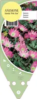 Anemone Blanda Pink Star (Oosterse anemoon) - afbeelding 1