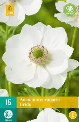 Anemone cor. bride 15 stuks - afbeelding 2