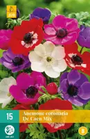 Anemone cor. de caen mix 15 stuks - afbeelding 1