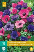 Anemone cor. paars/roze mix 15 stuks - afbeelding 2