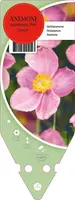 Anemone Hupehensis Pink Saucer (Japanse anemoon) - afbeelding 1