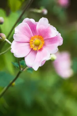 Anemone Hupehensis Pink Saucer (Japanse anemoon) - afbeelding 4