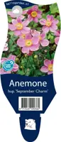Anemone hupehensis 'September Charm'  (Anemoon) - afbeelding 1