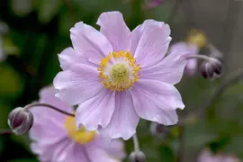 Anemone Hupehensis September Charm (Japanse anemoon) - afbeelding 3