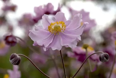 Anemone Hupehensis September Charm (Japanse anemoon) - afbeelding 4