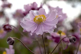 Anemone Hupehensis September Charm (Japanse anemoon) - afbeelding 4